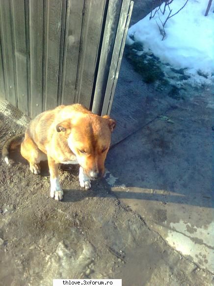 OuR LiTtLE PeT'S:D - pai si eu am un cutu ... i se cam spune in mai - HALLO