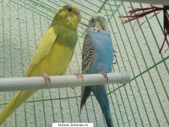 OuR LiTtLE PeT'S:D - Just_4_Tom - HALLO