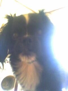 OuR LiTtLE PeT'S:D - catelush cu parul cretz .... stiti poezia mda - HALLO
