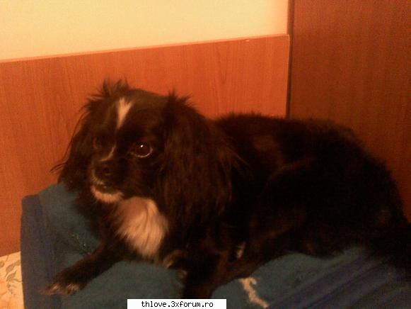 OuR LiTtLE PeT'S:D - ♥Brookelle♥ - HALLO