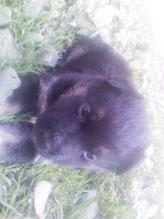 OuR LiTtLE PeT'S:D - my javra:X MAX ie dala lup:X dak prinde p - HALLO