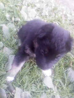 OuR LiTtLE PeT'S:D - � LaLa � - HALLO