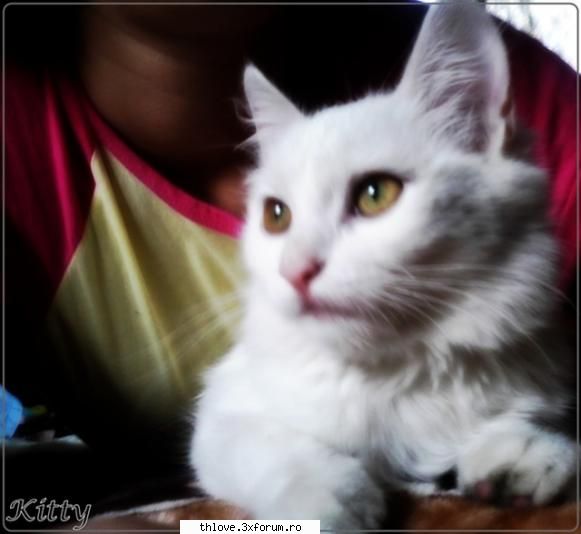 kitty :x our  little pet's:d