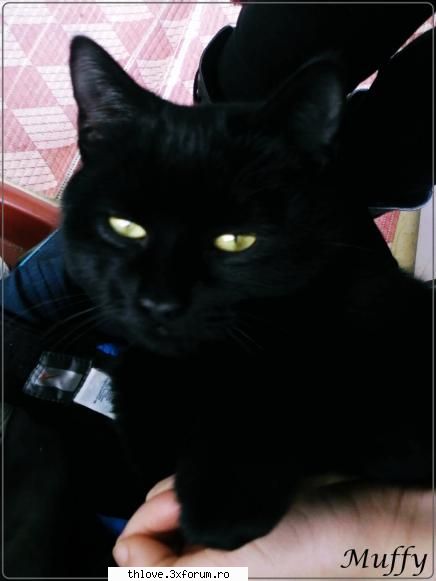 OuR LiTtLE PeT'S:D - obscureroom� 9689 мдg - HALLO