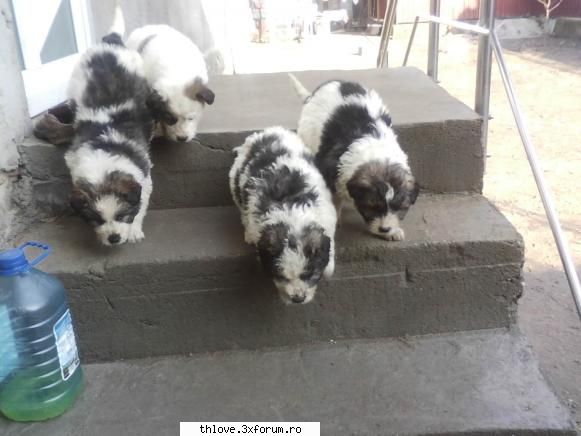OuR LiTtLE PeT'S:D - Si catzelusii :] Becali,Bella,Curly si ultimu nu - HALLO