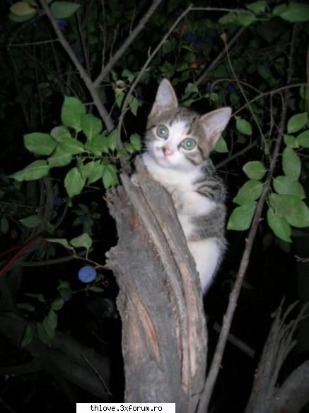 OuR LiTtLE PeT'S:D - D imi place primu si pisicutza mea - HALLO