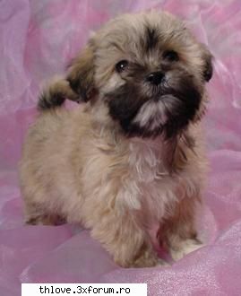 OuR LiTtLE PeT'S:D - ea e Sara,o am de ceva timp:D e bichon:x si vine - HALLO