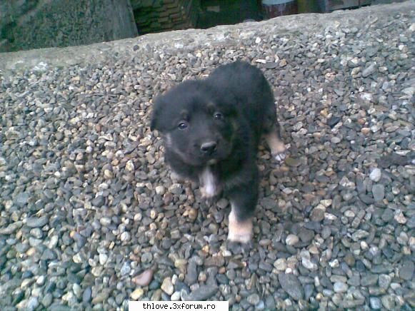 OuR LiTtLE PeT'S:D - ^^Sk8er Girl_<3 A7x^^ - HALLO