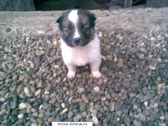 OuR LiTtLE PeT'S:D - Nyappy meu dulche - HALLO