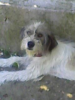 OuR LiTtLE PeT'S:D - iii Ciobanica mama javrelor alea mici - HALLO