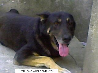 OuR LiTtLE PeT'S:D - ^^Sk8er Girl_<3 A7x^^ - HALLO
