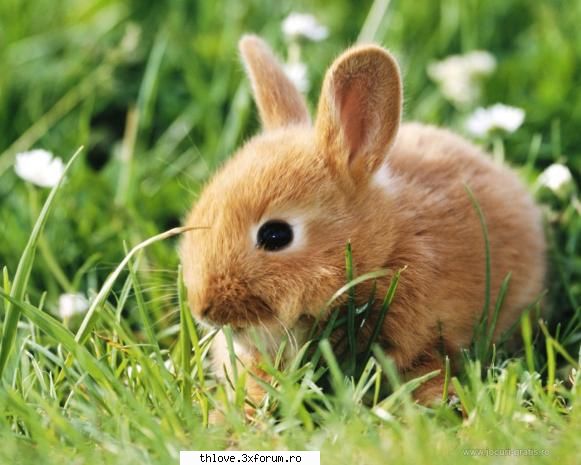 desktopul meu - Eu am iupullash Some BUNNY loves me! Happy Easter - GAMES