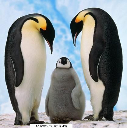 desktopul meu - oops,am uitat sa poon poza cu pinguins - GAMES